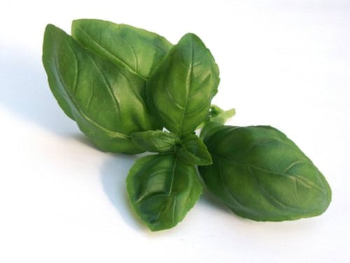 Basil Fresh 1lb