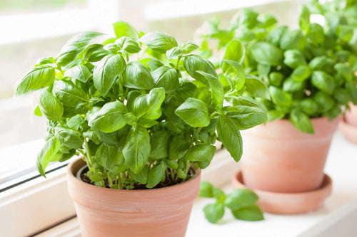 Basil Fresh Containers