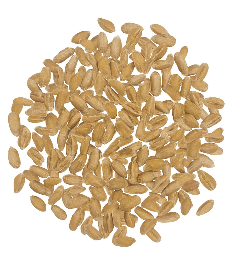 Spelt Berries 25lb