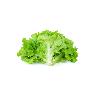 Lettuce Green Leaf 24ct