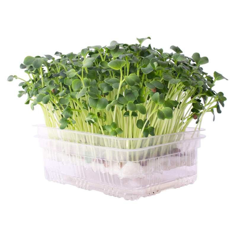 Microsprouts Containers