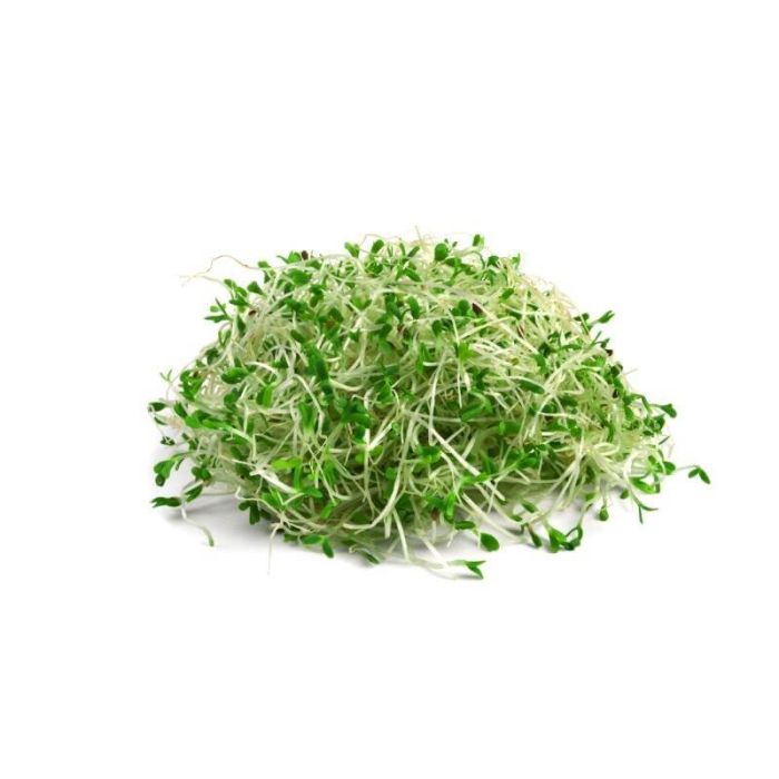 Fresh Alfalfa Sprouts