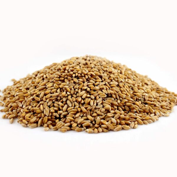 Spelt Kernels - Whole Grain 25lb