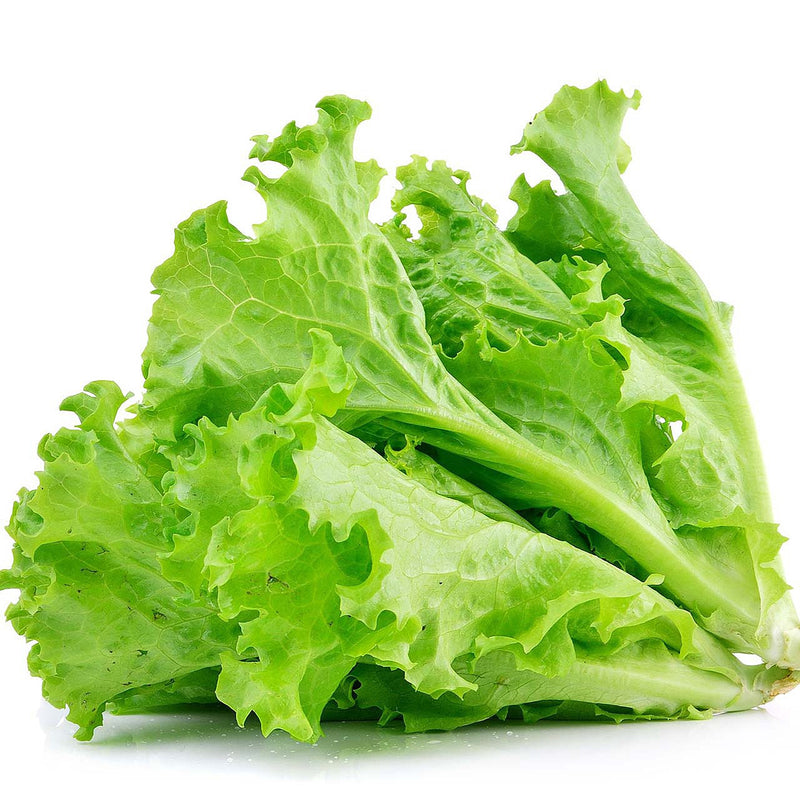 Lettuce Green Leaf 24ct 20lb