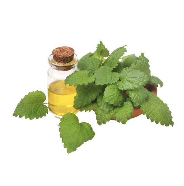 Extract Mint 6/1QT