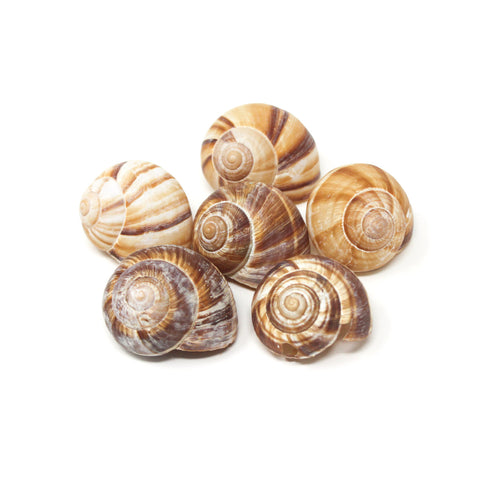 Escargot Shells Helix-Chantifrais 12/36ct 26600