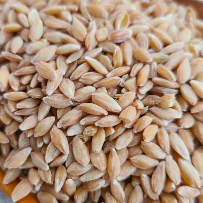Organic Einkorn Berries 25lb