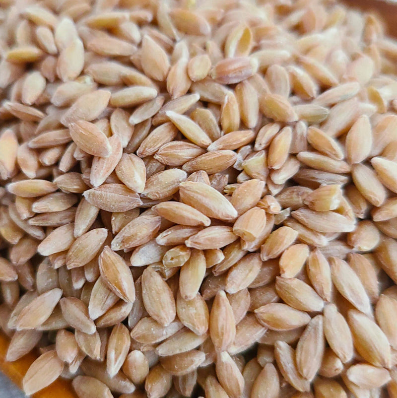 Organic Einkorn Berries 25lb