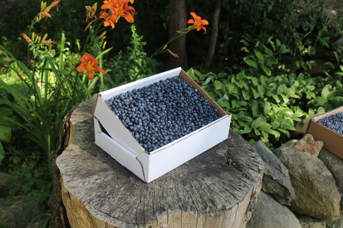 Blueberries Fresh 5lb